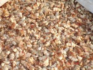dried_shrimp_shells
